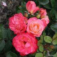 Růže Kordes 'Enjoy' 2 litry