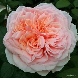 Růže Kordes 'Amorosa' 2 litry
