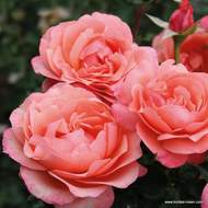 Růže Kordes 'Coral Lions Rose' 2 litry