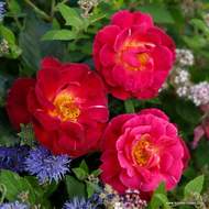 Růže Kordes 'Ile de Fleurs' 2 litry