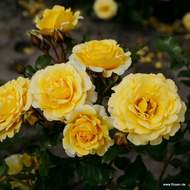 Růže Kordes 'Sunmaid' 2 litry