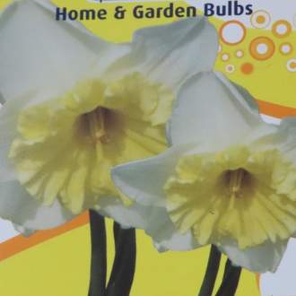 Narcis velkokvětý Mix miska 16cm
