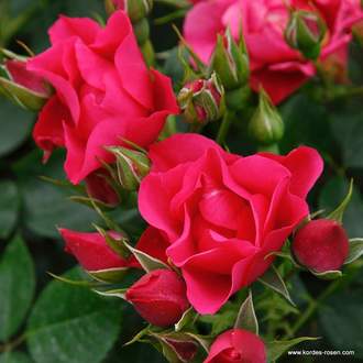Růže Kordes 'Pink Forest Rose' 2 litry