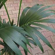 Rajská palma květináč 24cm