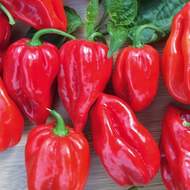 Paprika chilli Habanero 'Calita Red' neroubovaná 10,5cm
