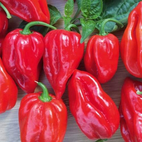 E-shop Paprika chilli Habanero 'Calita Red' neroubovaná 10,5cm