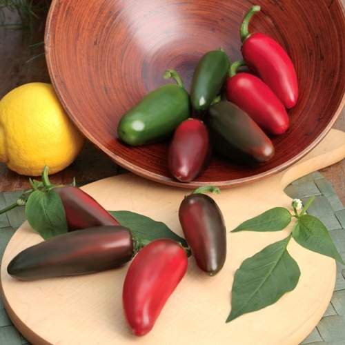 E-shop Paprika chilli Jalapeno 'Samira Shiny' neroubovaná 10,5cm
