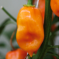 Paprika chilli Habanero 'Calita Orange' neroubovaná 10,5cm