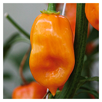 Paprika chilli Habanero 'Calita Orange' neroubovaná 10,5cm