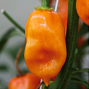 Levně Paprika chilli Habanero 'Calita Orange' neroubovaná 10,5cm
