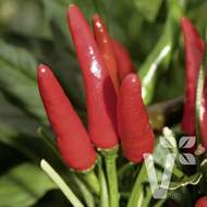 Paprika chilli Rawit 'Impressa' neroubovaná 10,5cm