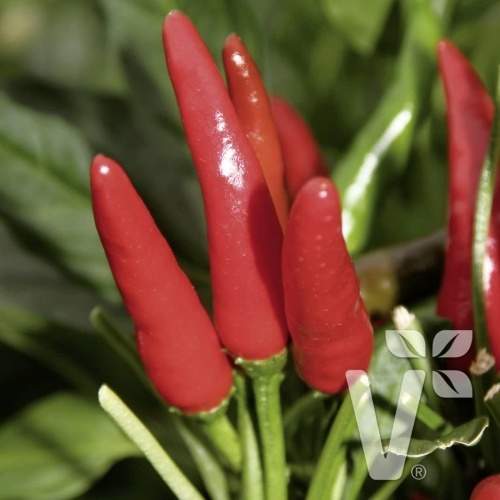 E-shop Paprika chilli Rawit 'Impressa' neroubovaná 10,5cm