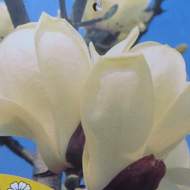 Šácholan Soulangeův 'Alba Superba' květináč 9 litrů, výška 80/100cm, keř