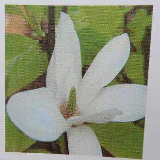 Šácholan Soulangeův 'Alba Superba' květináč 9 litrů, výška 80/100cm, keř