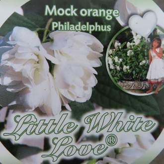 Pustoryl 'Little White Love' květináč 5 litrů, výška 40/60cm, keř