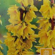 Zlatice prostřední 'Mikador' květináč 7,5 litru, výška 80/100cm, keř