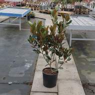 Magnolie velkokvětá 'Little Gem' květináč 10 litrů, výška 60/80cm, keř