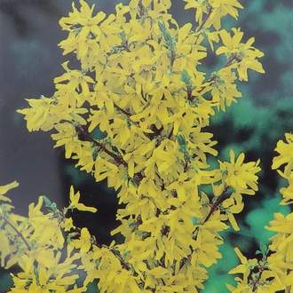 Zlatice prostřední 'Spectabilis' květináč 3 litry, výška 40/50cm, keř