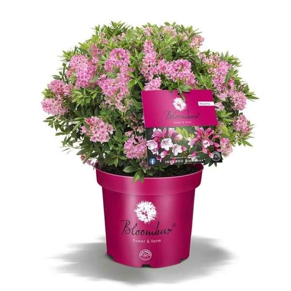 E-shop Pěnišník 'Bloombux Magenta' květináč 2 litry, výška 20/25cm, keř