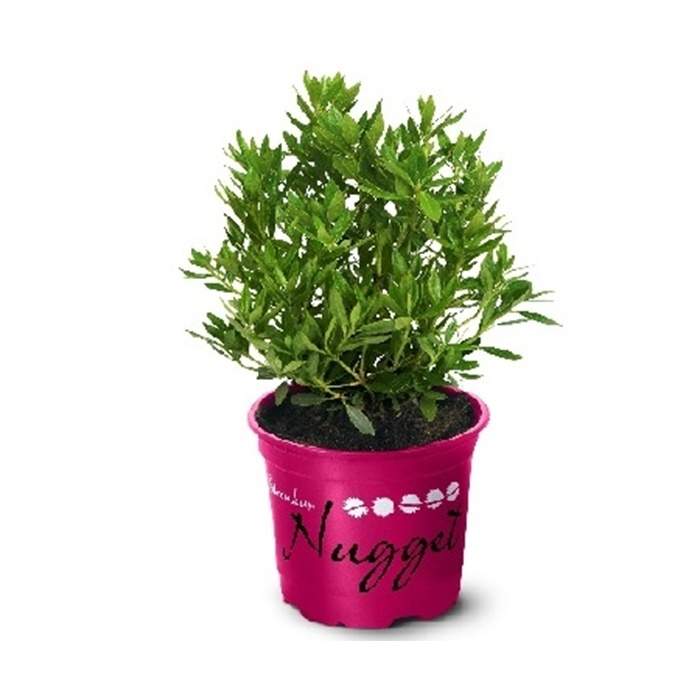 Levně Pěnišník 'Nugget by Bloombux Magenta'® květináč 11cm, výška 10/15cm, keř