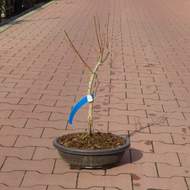 Javor dlanitolistý 'Summergold' miska 5 litrů, výška 15/20cm, tvar bonsai
