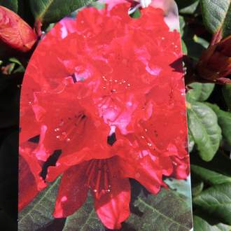Pěnišník plazivý  'Scarlet Wonder' květináč 2 litry, výška 20/25cm, keř