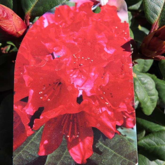 Levně Pěnišník plazivý 'Scarlet Wonder' květináč 2 litry, výška 20/25cm, keř