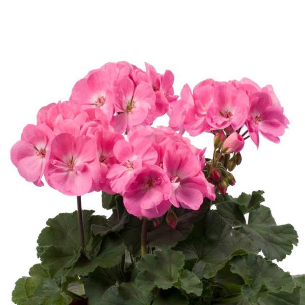 E-shop Pelargonie páskatá růžová se světlým středem 4ks 11cm