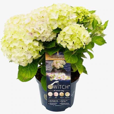 Levně Hortenzie velkolistá 'Switch' květináč 5 litrů, výška 40/50cm, keř