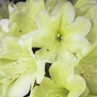 Pěnišník Inkarho® 'Gelbe Dufthecke' květináč 15 litrů, výška 60/70cm, keř