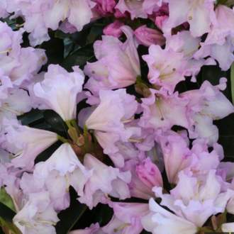Pěnišník Inkarho® 'Lila Dufthecke' květináč 30 litrů, výška 70/80cm, keř