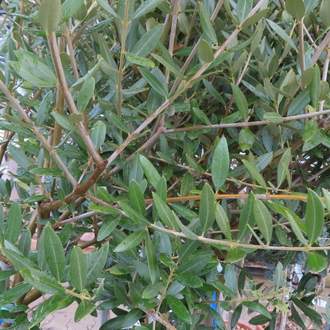 Olivovník evropský kmínek, 30 litrů