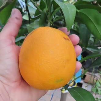 Pomeranč kmínek 1/2, 30 litrů