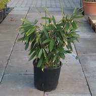 Bambus 'Longifolia' květináč 10 litrů, výška 50/60cm