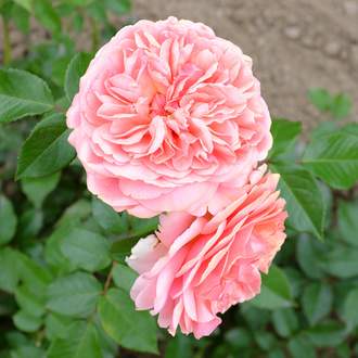 Růže 'Chippendale' kmínek 90cm, 10 litrů