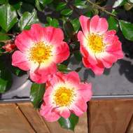 Růže 'Bienenweide Bicolor' 4,6 litru