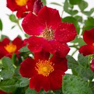 Růže 'Bienenweide Rot' 4,6 litru