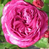 Růže 'Heidi Klum' 4,6 litru
