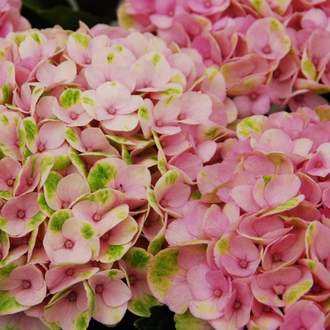Hortenzie velkolistá 'Magical Revolution Pink' květináč 3,5 litru, kmínek 50cm, stromek