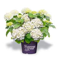 Hortenzie velkolistá 'Forever & Ever' WHITE květináč 5 litrů výška 30/40cm, keř