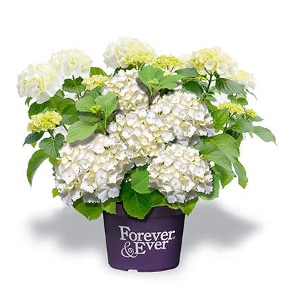 Levně Hortenzie velkolistá 'Forever & Ever' WHITE květináč 5 litrů výška 30/40cm, keř