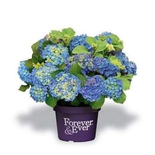 Levně Hortenzie velkolistá 'Forever & Ever' BLUEkvětináč 5 litrů, výška 30/40cm, keř