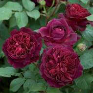 Růže D. Austin 'Munstead Wood' 6 litrů