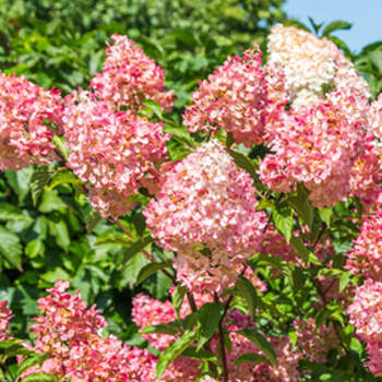 Levně Hortenzie latnatá 'Sundae Fraise' květináč 1,4 litru, výška 15/20cm, keř