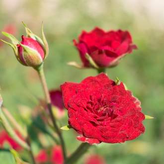 Růže 'Dark Red' 1,3 litru