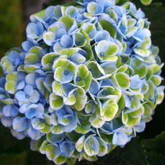 Hortenzie velkolistá 'Magical Amethyst Blue' květináč 5 litrů výška 30/40cm, keř
