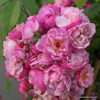 Růže Kordes 'Lavender Siluetta' 5 litrů
