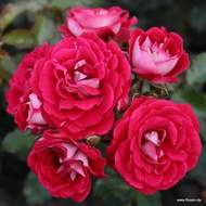 Růže Kordes 'Corazon' květináč 5 litrů