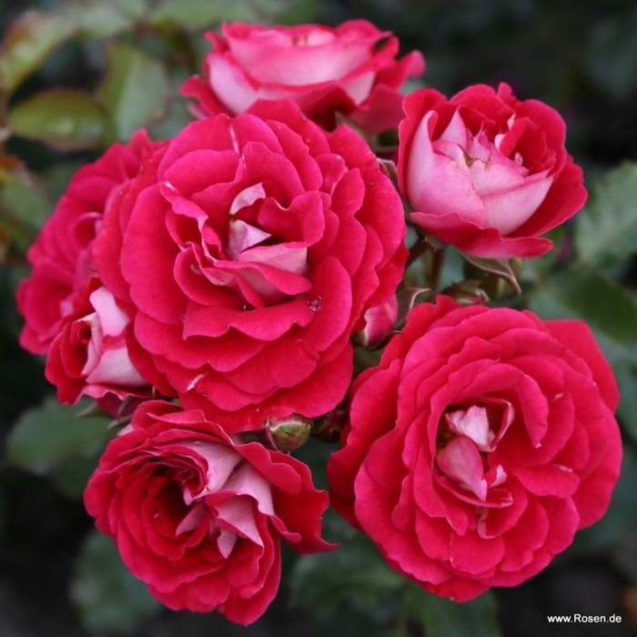 Levně Růže Kordes 'Corazon' květináč 5 litrů