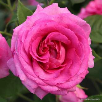 Růže Kordes Parfuma 'Fräulein Maria' kmínek 80cm, 7,5 litru